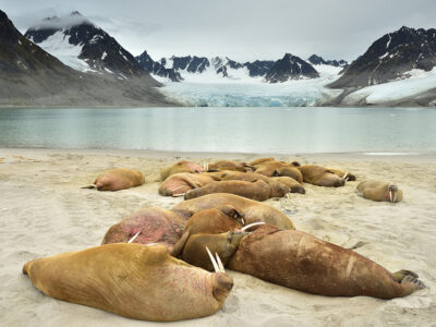 Svalbard – Early Summer Expedition 10/06 – 18/06/2023 SOLD OUT