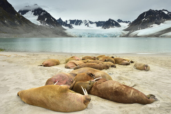 Svalbard – Early Summer Expedition 10/06 – 18/06/2023 SOLD OUT