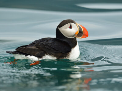 Svalbard – Summer Expedition 18/06 – 27/06/2023 SOLD OUT