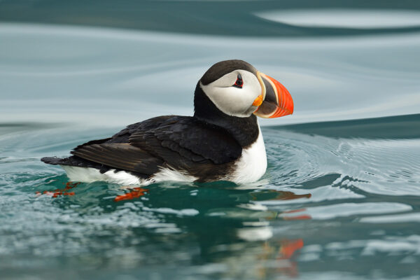 Svalbard – Summer Expedition 18/06 – 27/06/2023 SOLD OUT