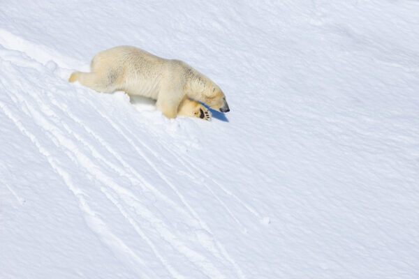 Snow Bear