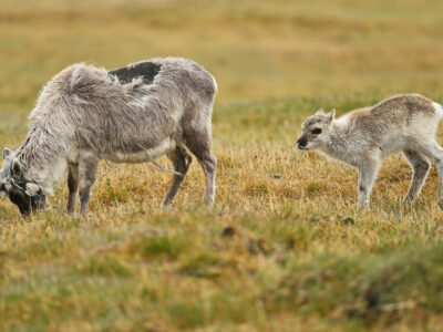 Svalbard – Summer Expedition 18/06 – 27/06/2025