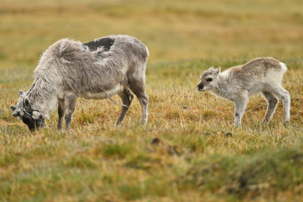 Svalbard – Summer Expedition 18/06 – 27/06/2025