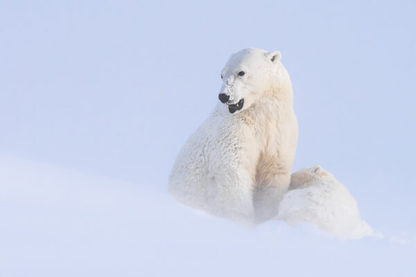 Churchill – Exclusive Polar Bear Photography With Marco Ronconi