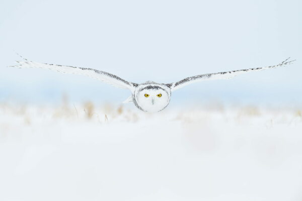 Canada – Exclusive Snowy Owl Photography With Yves Adams